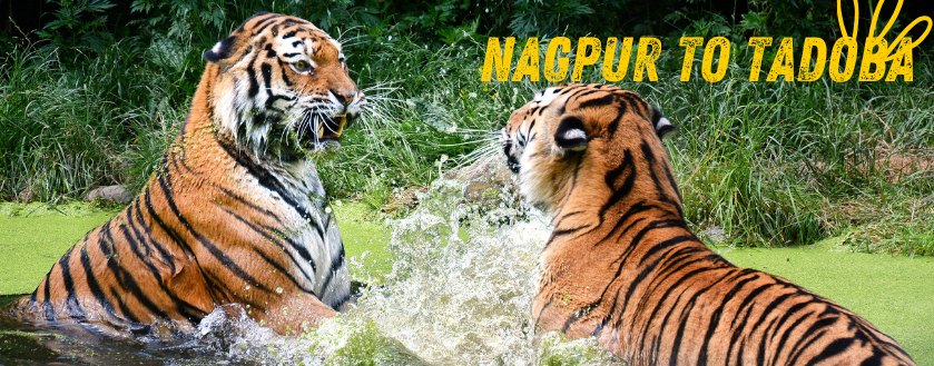 Nagpur to Tadoba